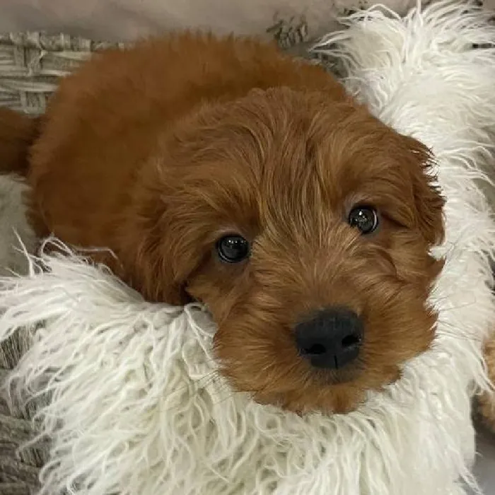 Male Mini Goldendoodle 2nd Gen. Puppy for Sale in Monroeville, PA