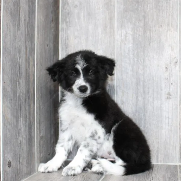 Female Border Collie puppy named Davina for sale at Petland Monroeville.