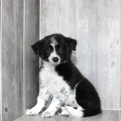 Female Border Collie puppy named Davina for sale at Petland Monroeville.