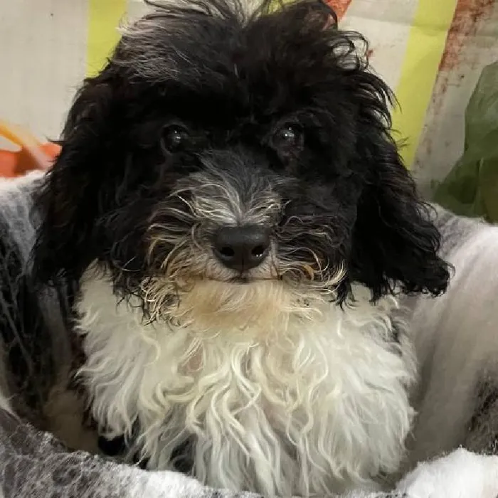 Female Mini Poodle Puppy for Sale in Monroeville, PA