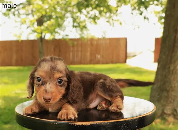 Male Dachshund puppy named Enzo for sale at Petland Monroeville.