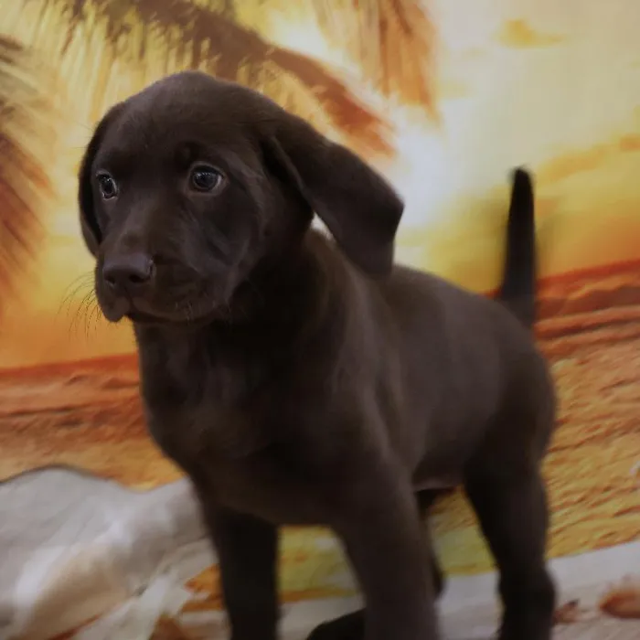 Female Labrador Retriever puppy named Molly for sale at Petland Monroeville.