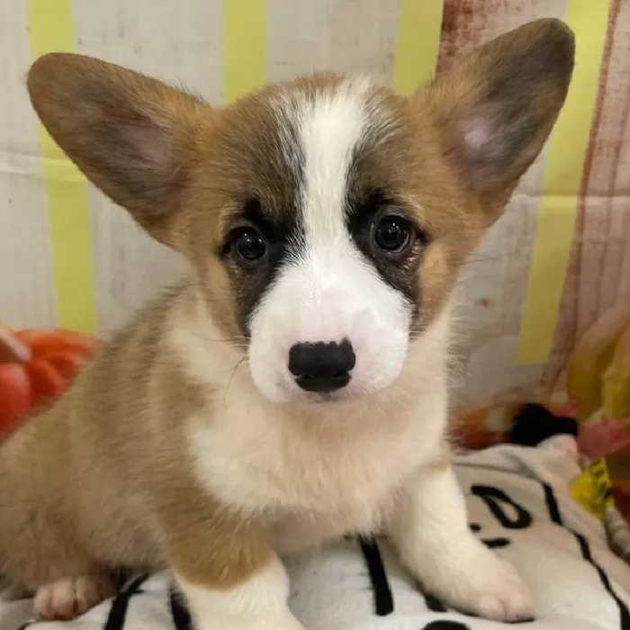 Female Pembroke Welsh Corgi Puppy for Sale in Monroeville, PA