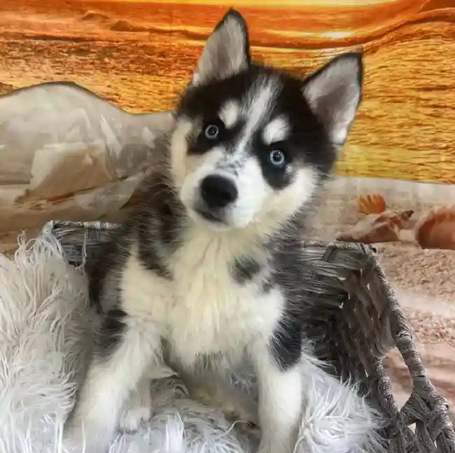 Female Siberian Husky Puppy for Sale in Monroeville, PA