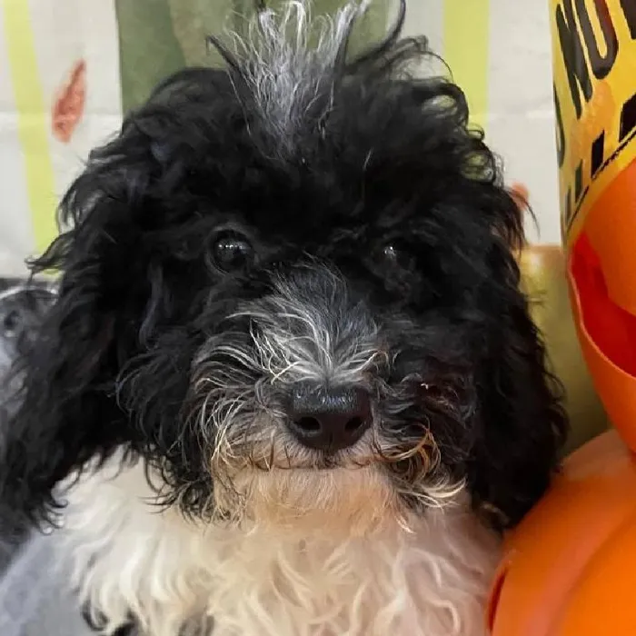 Female Mini Poodle Puppy for Sale in Monroeville, PA