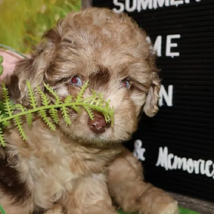 Female Mini Aussiedoodle puppy named Pearl for sale at Petland Monroeville.