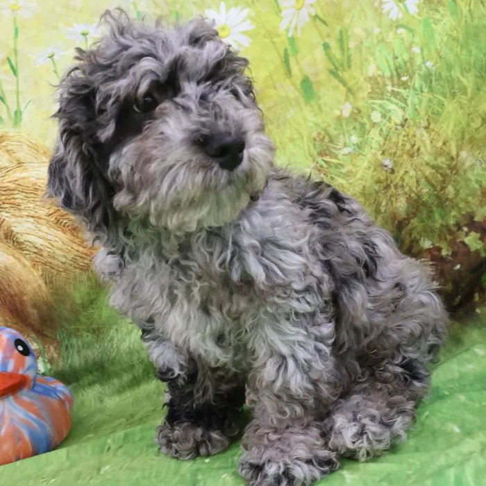 Male Mini Goldendoodle puppy named Jeremy for sale at Petland Monroeville.