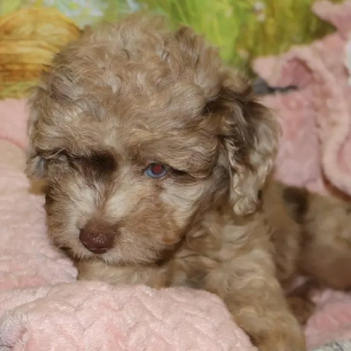 Female Mini Aussiedoodle puppy named Pearl for sale at Petland Monroeville.