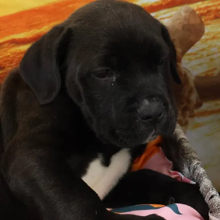 Male Cane Corso puppy named Ezekiel for sale at Petland Monroeville.