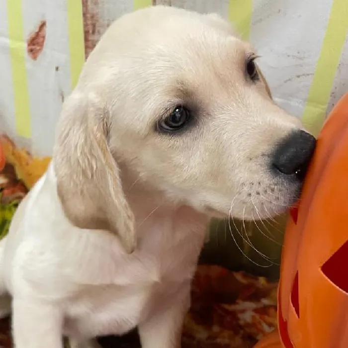 Male Labrador Retriever Puppy for Sale in Monroeville, PA