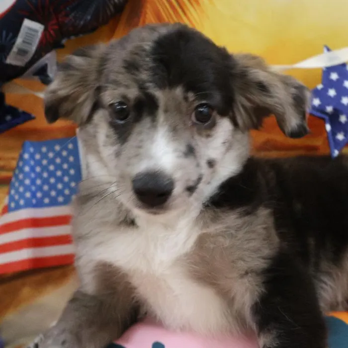 Female Miniature Australian Shepherd puppy named Sybil for sale at Petland Monroeville.