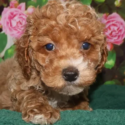 Female Mini Poodle Puppy for Sale in Monroeville, PA