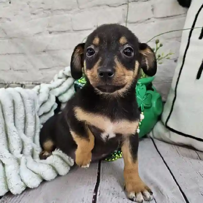 Female Chiweenie Puppy for Sale in Monroeville, PA