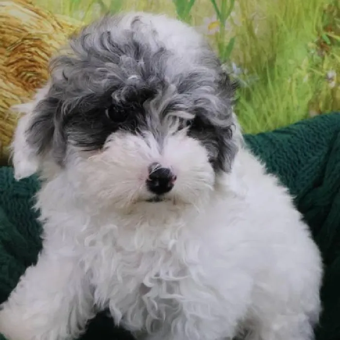 Female Mini Poodle Puppy for Sale in Monroeville, PA