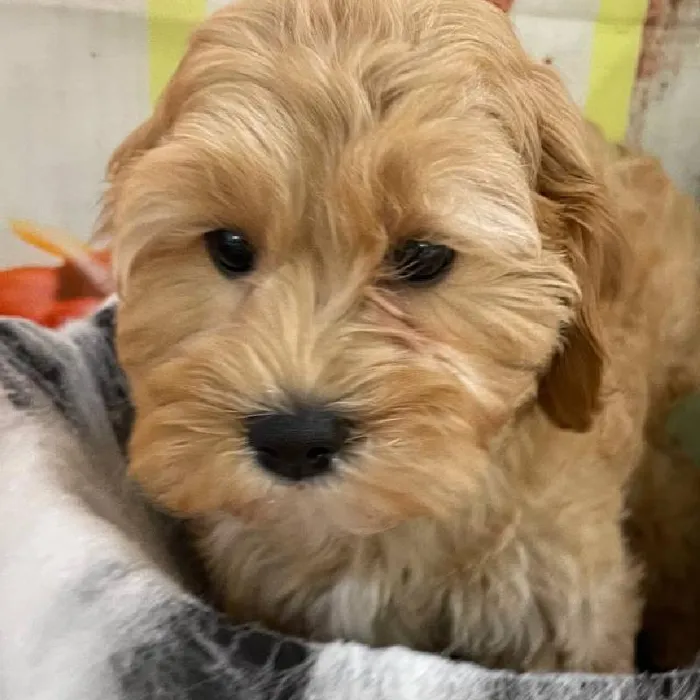 Female Cavapoo Puppy for Sale in Monroeville, PA