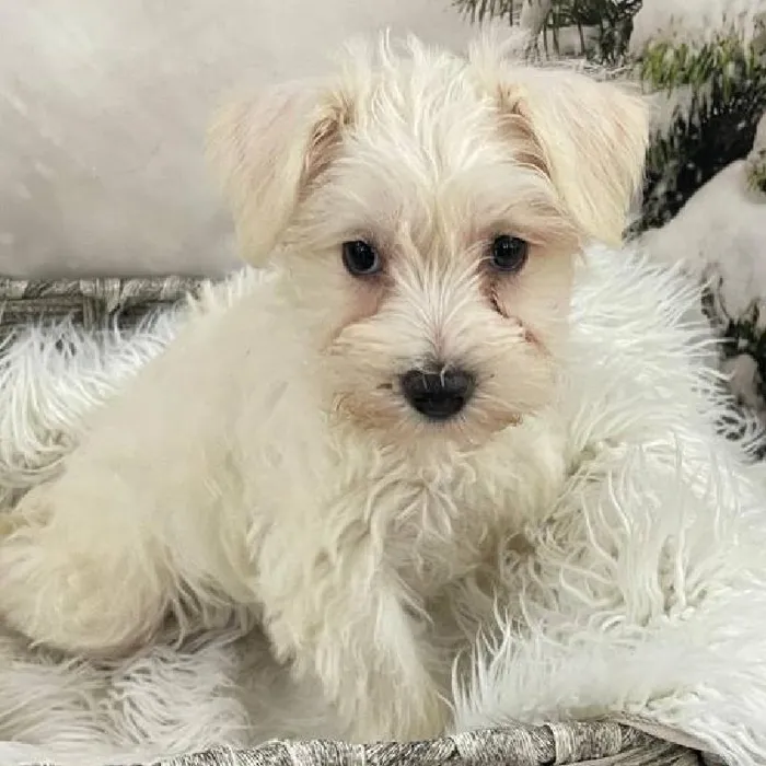 Female Mini Schnauzer Puppy for Sale in Monroeville, PA