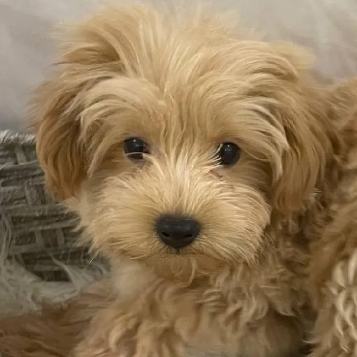 Male Maltipoo Puppy for Sale in Monroeville, PA