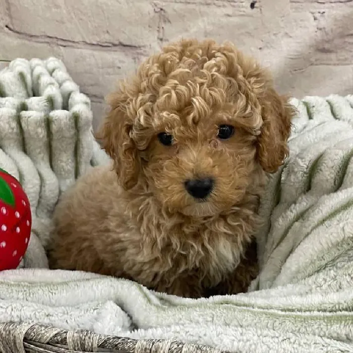 Male Maltipoo Puppy for Sale in Monroeville, PA
