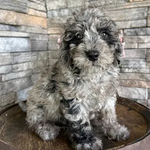 Male Mini Goldendoodle puppy named Jeremy for sale at Petland Monroeville.