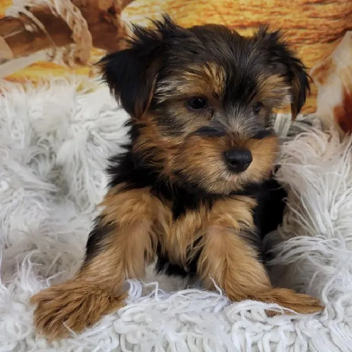 Male Yorkie Puppy for Sale in Monroeville, PA
