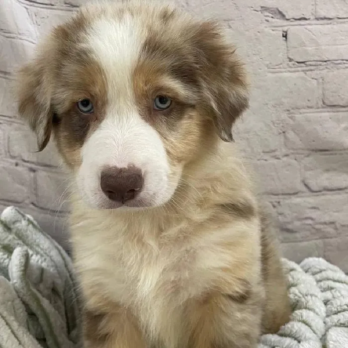 Male Australian Shepherd Puppy for Sale in Monroeville, PA