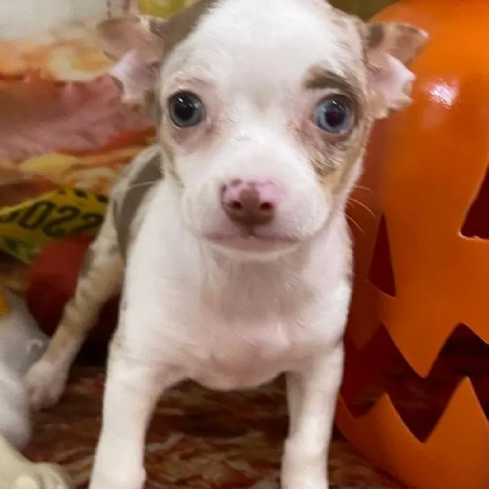 Female Chihuahua Puppy for Sale in Monroeville, PA