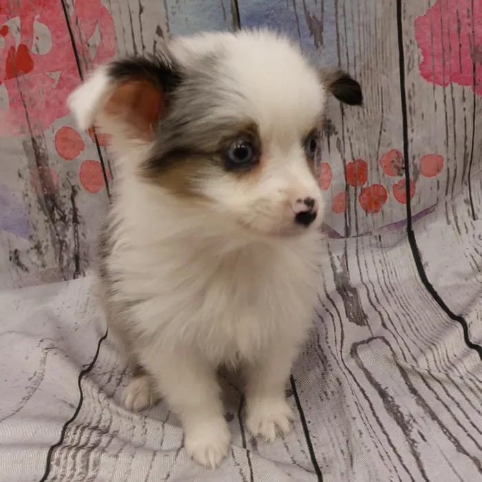 Male Toy Australian Shepherd Puppy for Sale in Monroeville, PA