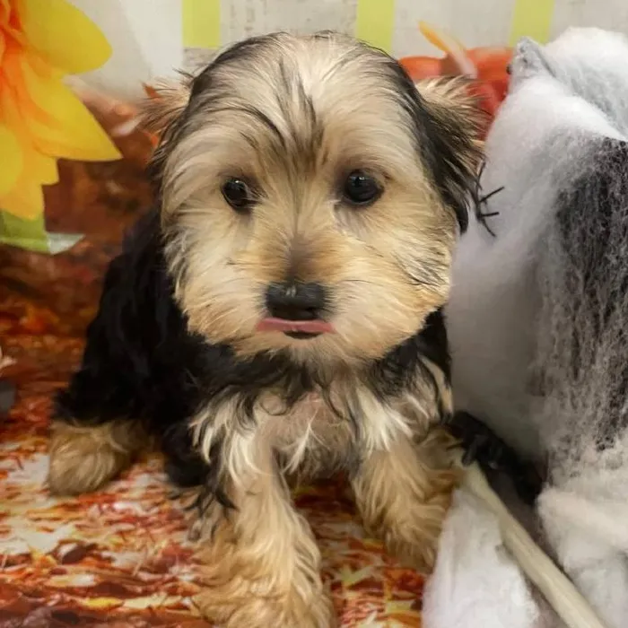 Male Yorkie Puppy for Sale in Monroeville, PA