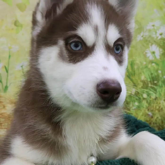 Male Siberian Husky Puppy for Sale in Monroeville, PA