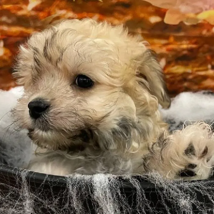 Male Havanese Puppy for Sale in Monroeville, PA