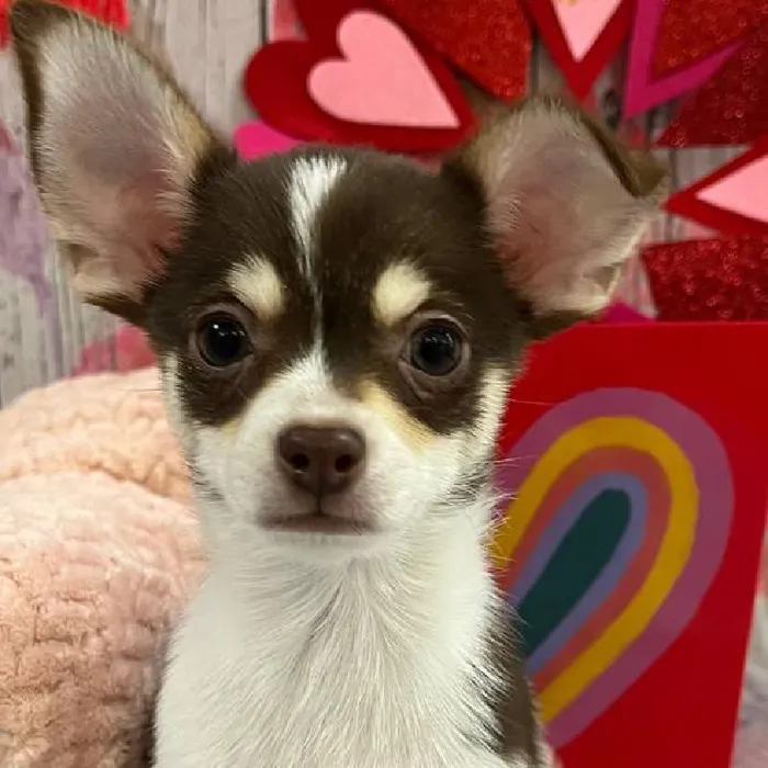 Male Chihuahua Puppy for Sale in Monroeville, PA
