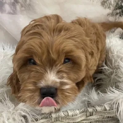 Male Cavapoo Puppy for Sale in Monroeville, PA