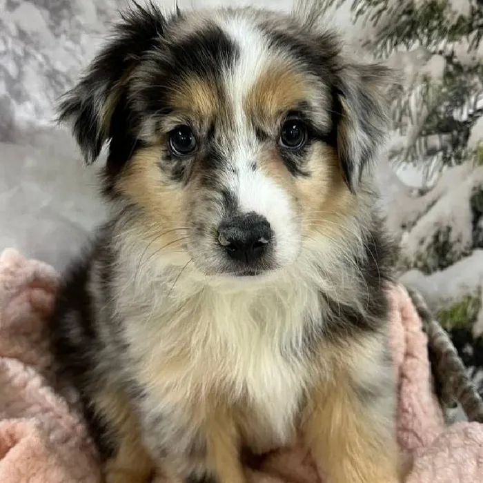 Female Miniature Australian Shepherd Puppy for Sale in Monroeville, PA