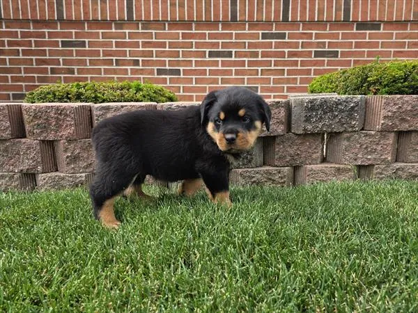 Male Rottweiler puppy named Diesel for sale at Petland Monroeville.
