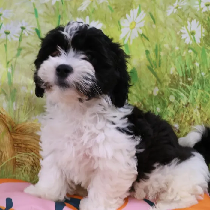 Male Teddy Bear puppy named John for sale at Petland Monroeville.