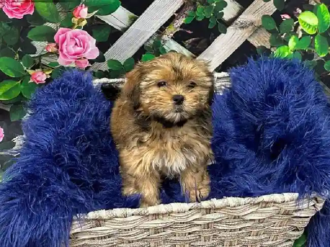 Female Shorkie Puppy for Sale in Pittsburgh, PA