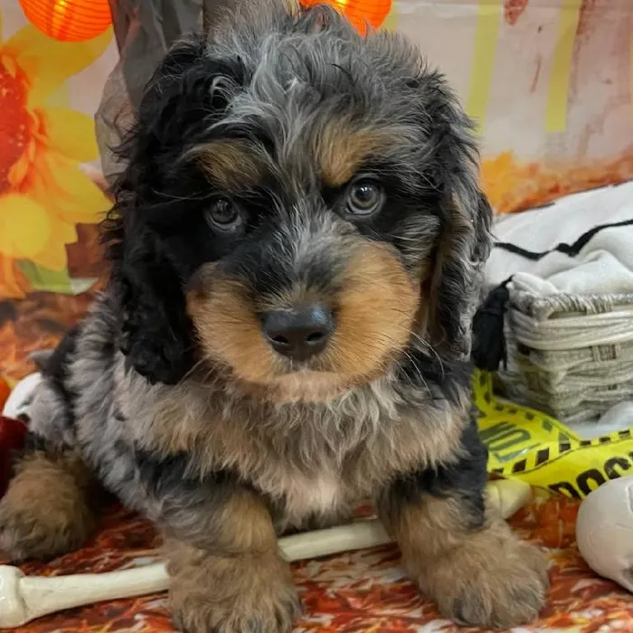 Male Mini Bernedoodle Puppy for Sale in Monroeville, PA
