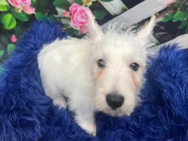 Male West Highland White Terrier Puppy for Sale in Monroeville, PA