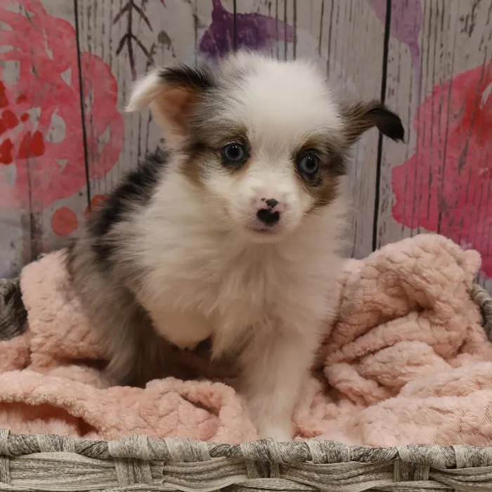 Male Toy Australian Shepherd Puppy for Sale in Monroeville, PA