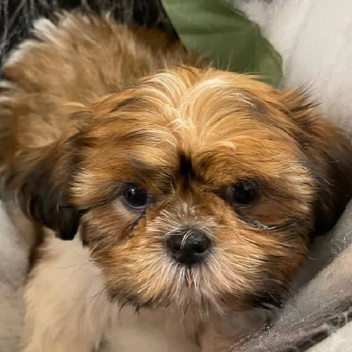Female Shih Tzu Puppy for Sale in Monroeville, PA