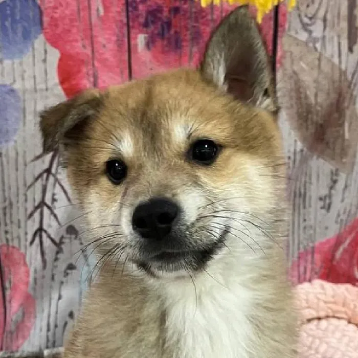 Male Shiba Inu Puppy for Sale in Monroeville, PA