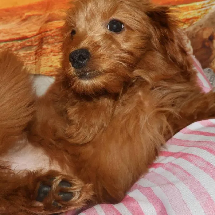 Female Mini Goldendoodle Puppy for Sale in Monroeville, PA