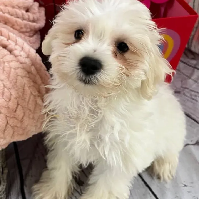 Female Mini Schnauzer Puppy for Sale in Monroeville, PA