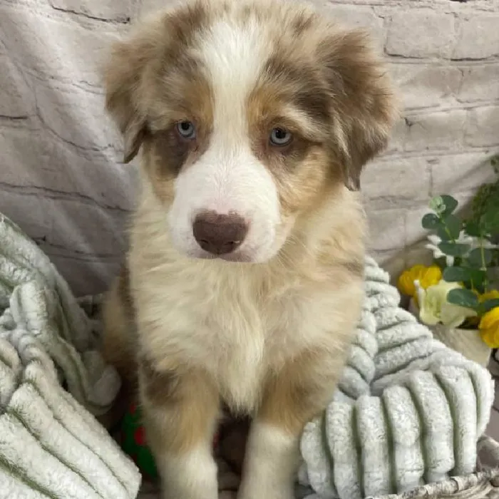 Male Australian Shepherd Puppy for Sale in Monroeville, PA