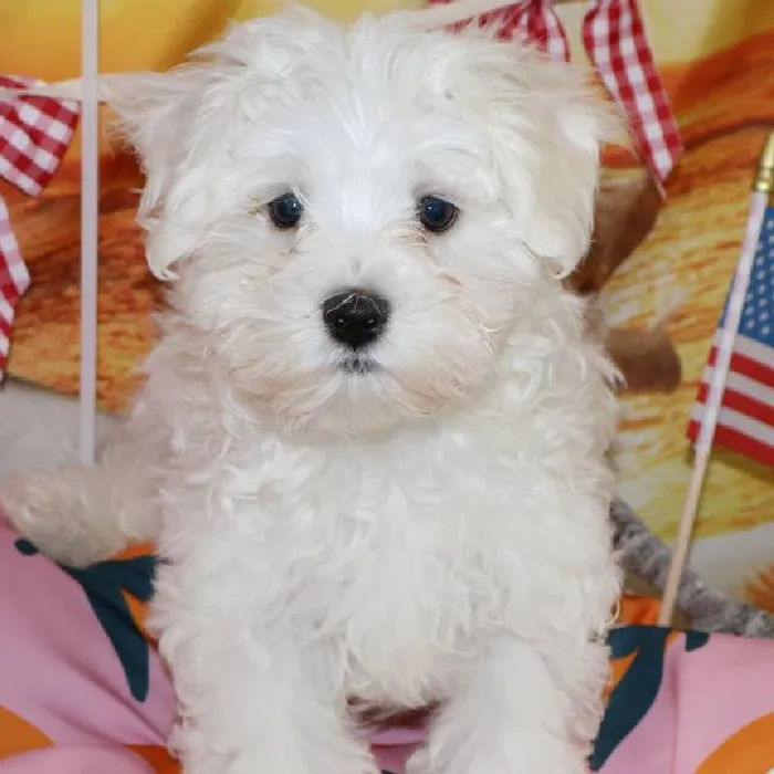 Male Maltese puppy named Glenn for sale at Petland Monroeville.