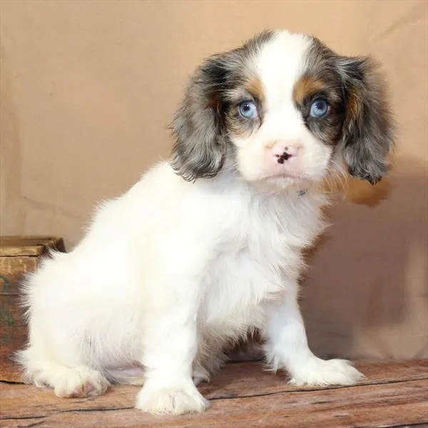 Male Cavalier King Charles Spaniel puppy named Shane for sale at Petland Monroeville.