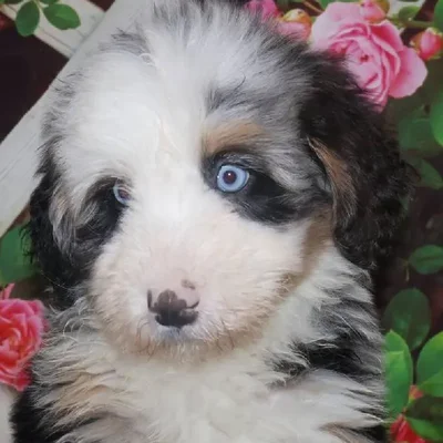 Female Mini Bernadoodle Puppy for Sale in Monroeville, PA