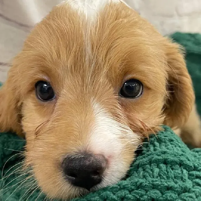 Female Mini Goldendoodle 2nd Gen. Puppy for Sale in Monroeville, PA