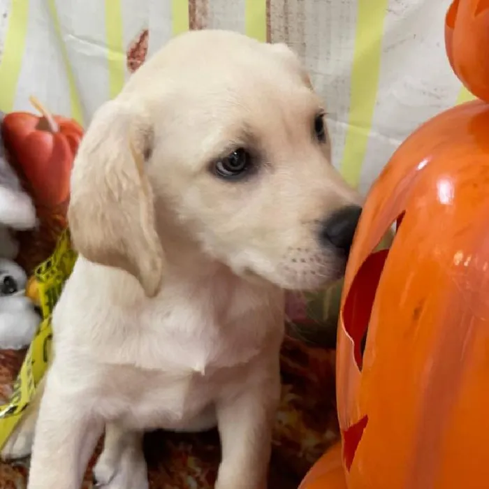 Male Labrador Retriever Puppy for Sale in Monroeville, PA