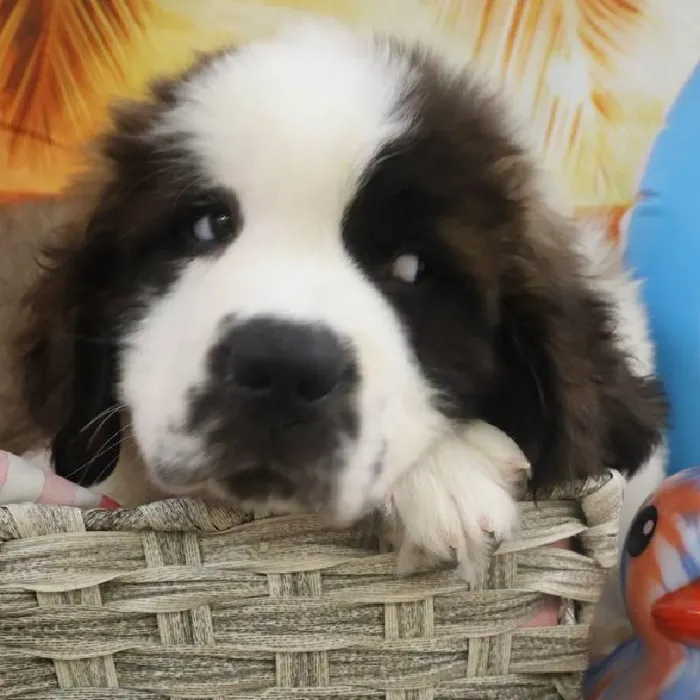 Male Saint Bernard Puppy for Sale in Monroeville, PA